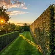 Trimming & Pruning